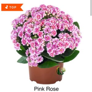 CHRYSANTHEMUM pot