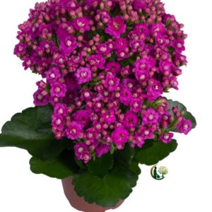 VINCA ROS