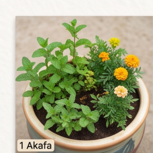 Akafa
