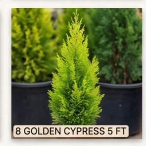 GOLDEN CYPRESS 5 FT