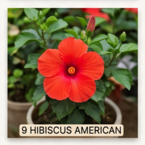 HIBISCUS AMERICAN