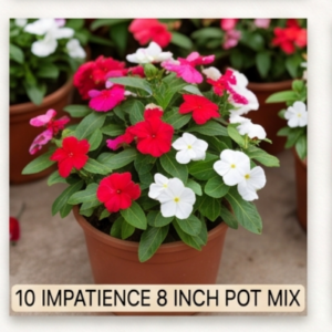 IMPATIENCE 6 INCH POT MIX
