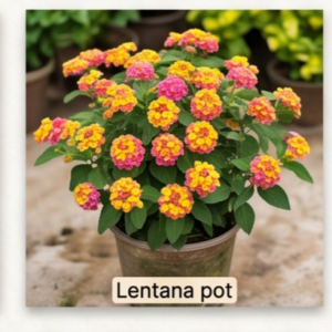 Lentana pot