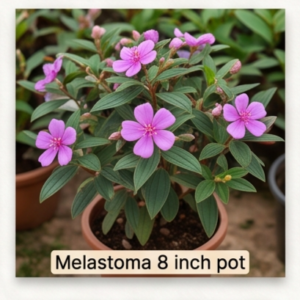 Melastoma 8 inch pot
