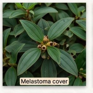 Melastoma cover