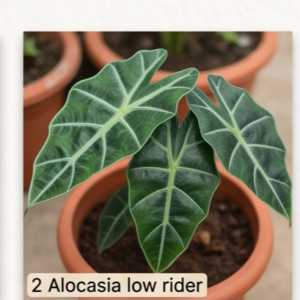 Alocasia low rider