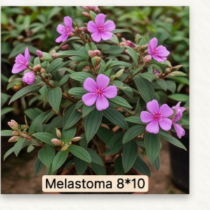 Melestoma 8*10
