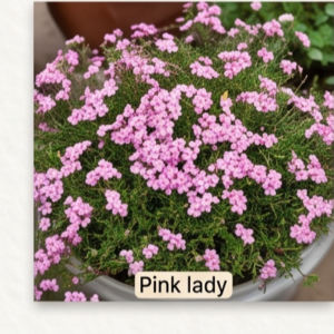 Pink lady