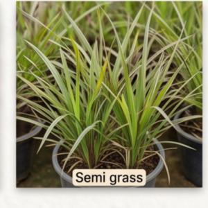 Semi grass
