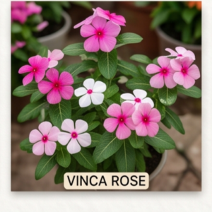 VINCA ROS
