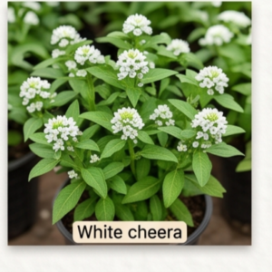 White cheera
