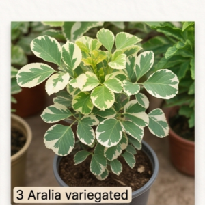 Aralia varigated