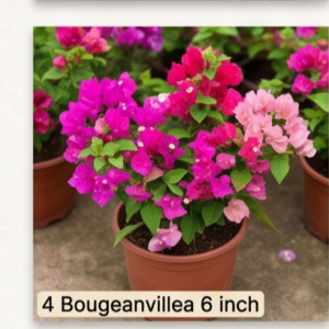 Bougeanvillea 6 ich