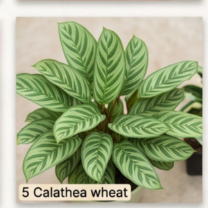 Calathea wheat