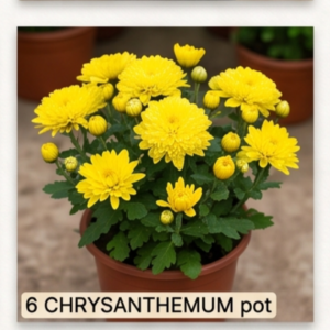 CHRYSANTHEMUM pot